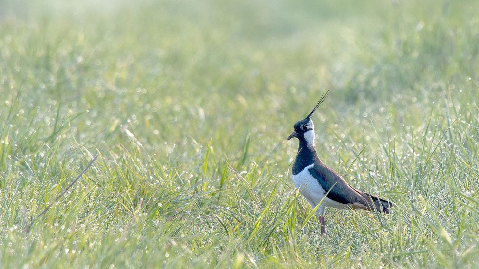 Auch Nester von Kiebitzen sind laut Nabu zerstört worden. Symbolfoto: Zschunke/dpa