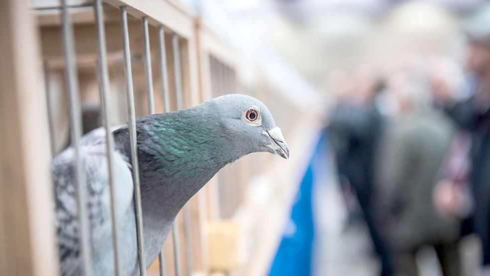 Das Brieftaubenwesen gehört seit März zum immateriellen Kulturerbe Deutschlands. Foto: Thissen/DPA