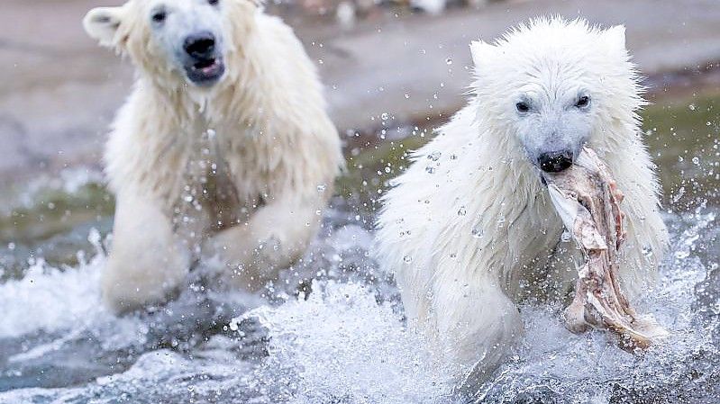 Die Eisbär-Zwillinge Kaja und Skadi toben herum. Foto: Jens Büttner/dpa