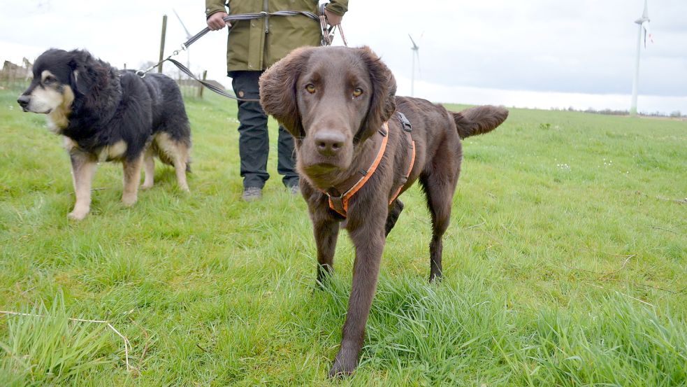 Auch für Miller und Martha, die Hunde von Hundetrainerin Isabel Lauenstein, gilt die Leinenpflicht. Foto: Hoppe