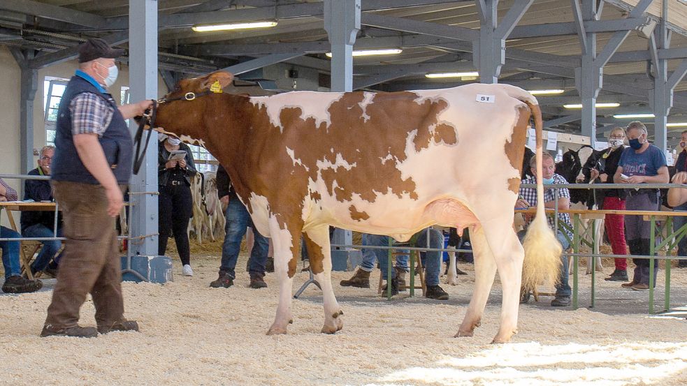 Die Rinderauktion der Masterrind am 3. Mai findet, statt in der Münsterlandhalle, in einer kleineren Nebenhalle statt. Fotos: Masterrind