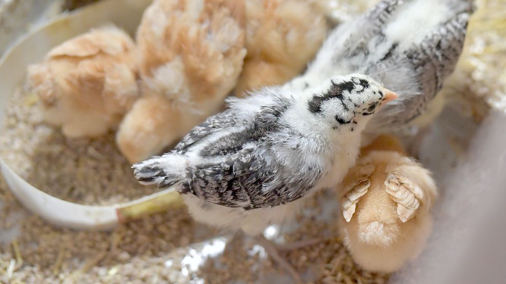 Küken gibt es bei den Geflügelzüchtern derzeit viele. Foto: Ortgies