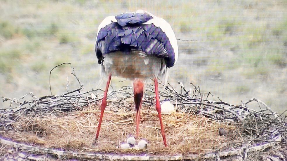 Der Barßeler Storch versorgt seine frisch geschlüpften Jungen. Foto: Passmann