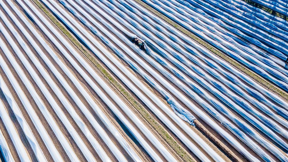 Die Spargelsaison hat eröffnet. Wie viel verspeisen die Deutschen? Foto: dpa | Jens Büttner
