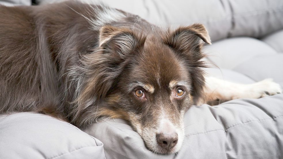 Ein Hund bewahrt gerade ältere Menschen vor Vereinsamung. Doch er kostet auch Steuern - Geld, dass viele Senioren nicht über haben. Der Seniorenbeirat Friesoythe fordert deshalb die Abschaffung der Hundesteuern für Senioren. Foto: Pixabay