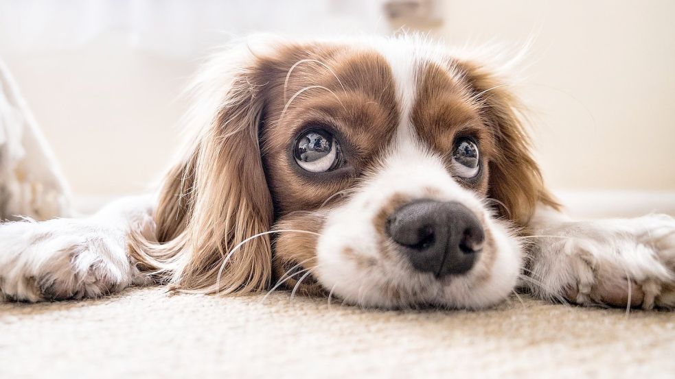 Für Hunde müssen Frauchen und Herrchen Steuern bezahlen. Jetzt wird diskutiert, ob Senioren davon befreit werden sollen. Foto: Pixabay
