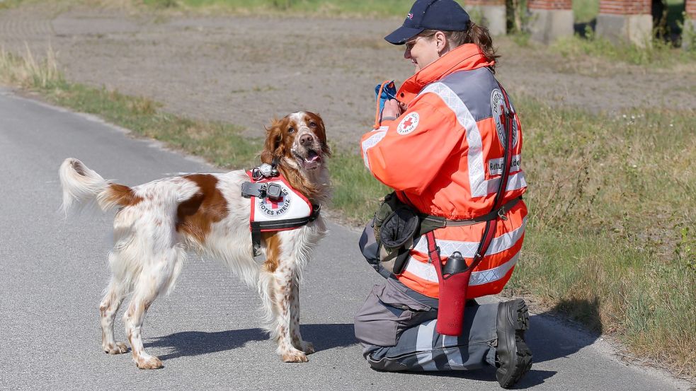 James hat einen Menschen im Gestrüpp gefunden, Abstand gehalten und dafür als Belohnung einen Futterbeutel bekommen. Den packt Karina Hinrichs jetzt für ihn aus. Foto: Böning