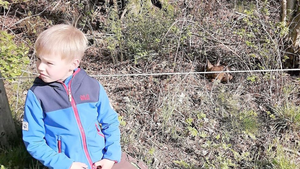 Ein Rehkitz entdeckte der siebenjährige Till Siefken in Barßelermoor. Jäger suchen derzeit die Weiden nach den Jungtieren ab, um sie vor dem Mähtod zu bewahren. Foto: Passmann