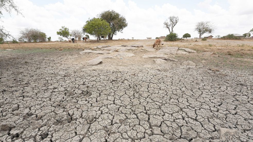 Vieh sucht auf einem Dürrefeld in Kenia Futter. Foto: Dong Jianghui/XinHua/dpa