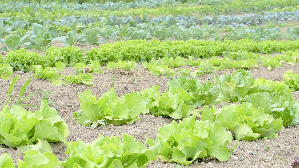 Was wo gepflanzt wird, hängt auch vom Platzbedarf und den Nachbarn ab. Foto: Pixabay