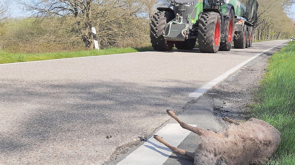 Die erste Mahd hat begonnen. Dadurch wird das Rehwild aus seinen vertrauten Einständen vertrieben und quert wieder vermehrt Straßen. Das führt zu Wildunfällen, die für die Tiere oft tödlich enden. Foto: Passmann