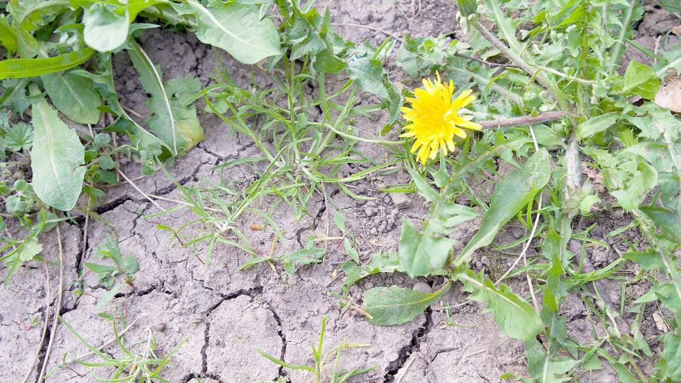 Die meisten Pflanzen kämen noch ganz gut zurecht mit der Rest-Feuchte im Boden, sagt ein Meterologe. Wenn es bis Ende Mai nicht regne, könne sich das aber ändern. Foto: Viola Lopes/dpa