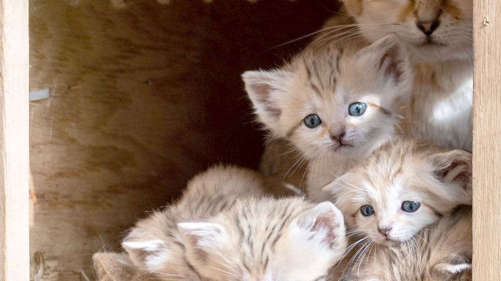 Bei den Sandkatzen handelt es sich eine vom Aussterben bedrohte Wildkatzen-Art. Foto: Yam Siton/Safari-Zoo/dpa