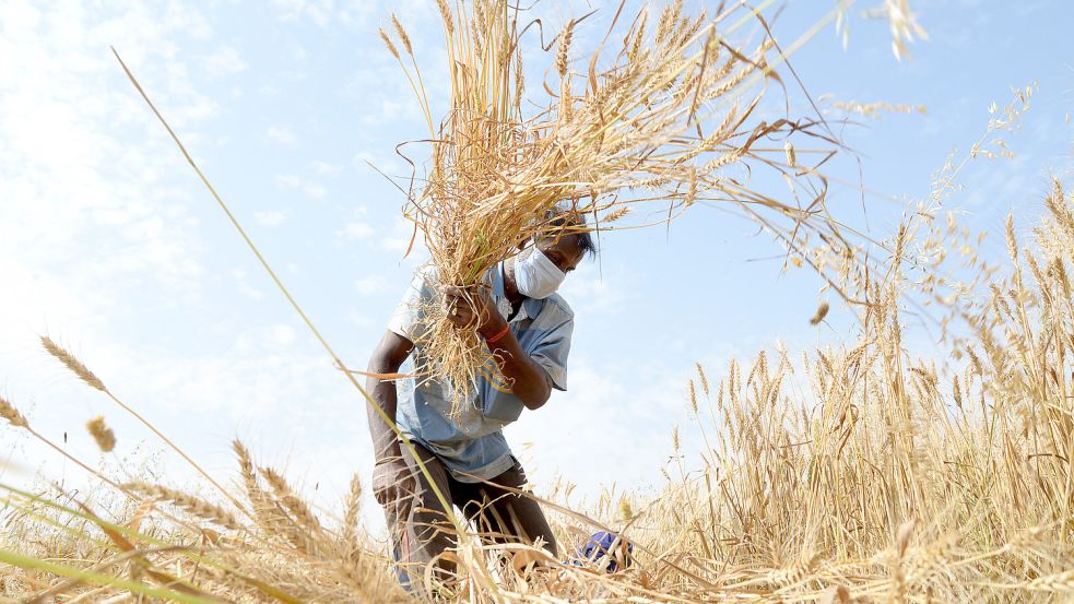 Der Weizenpreis steigt wegen Indiens Exportstopp auf einen neuen Rekord. Foto: dpa/Xinhua (Symbolfoto)