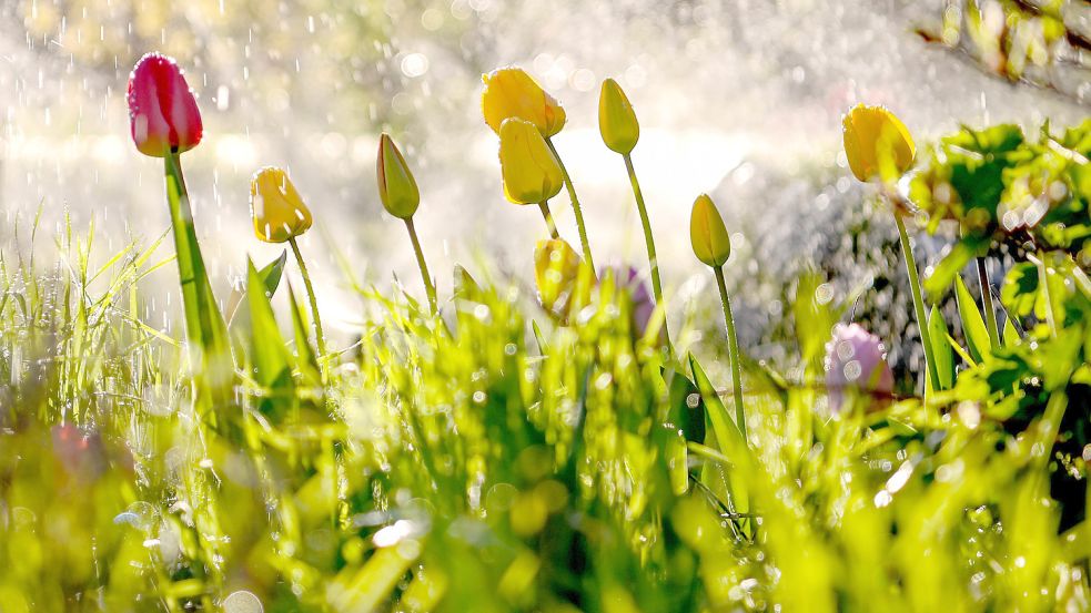 Tulpen blühen in einem Garten während ein Rasensprenger läuft. Doch die Geräte haben einen enormen Wasserverbrauch, warnt der OOWV. Foto: Pedersen/DPA-Zentralbild/DPA