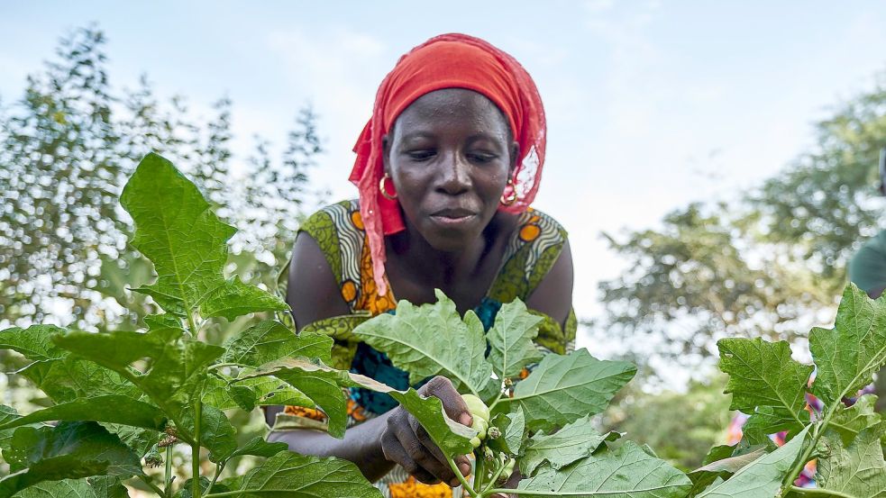 Eine Landwirtin arbeitet auf dem Feld im Rahmen eines Waldgartenprojekts von Trees for the Future in Kaffrine (Senegal). Foto: Xaume Olleros/Trees for the Future/dpa
