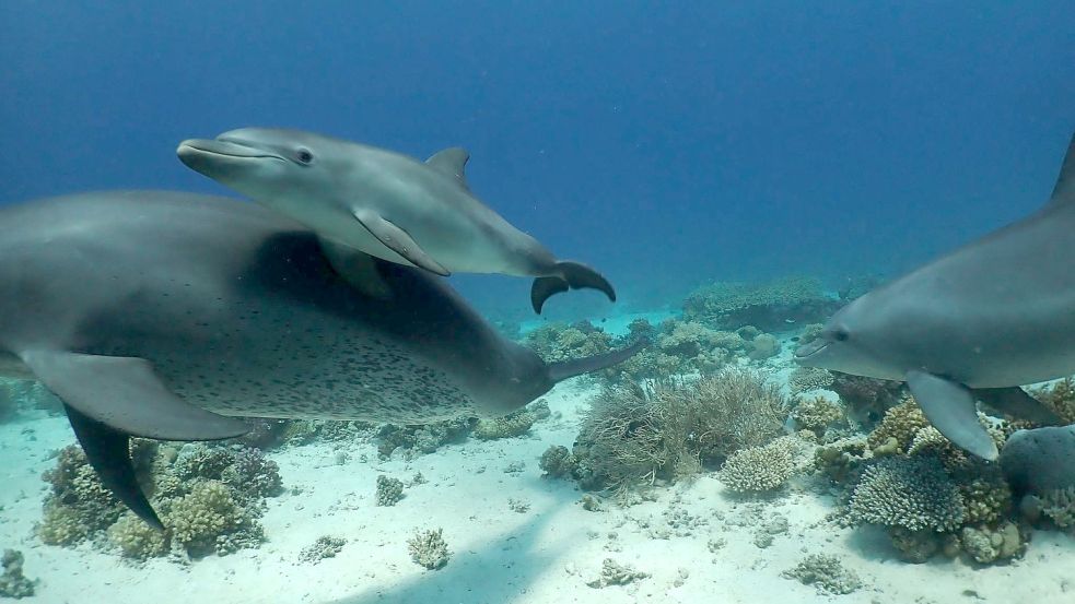 Forscher beobachteten Delfine im Roten Meer vor Ägypten dabei, wie sie sich an ausgewählten Korallen und Schwämmen rieben und dafür auch in einer Reihe anstellten. Foto: Angela Ziltener/Dolphin Watch Alliance/dpa
