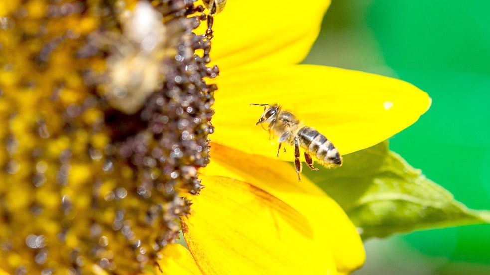 „Bienen zählen zu den wichtigsten Nutztieren“, sagt Amtstierarzt Björn Wilcken. Foto: Christophe Gateau/dpa
