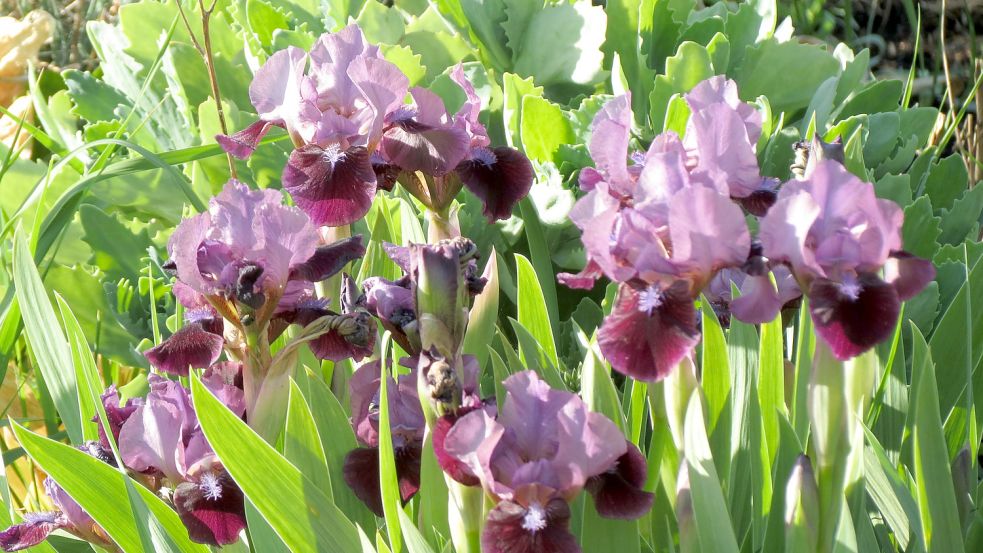 Die Zwerg-Iris in Violett eignet sich besonders gut für Steingärten. Fotos: Berends-Lüürßen
