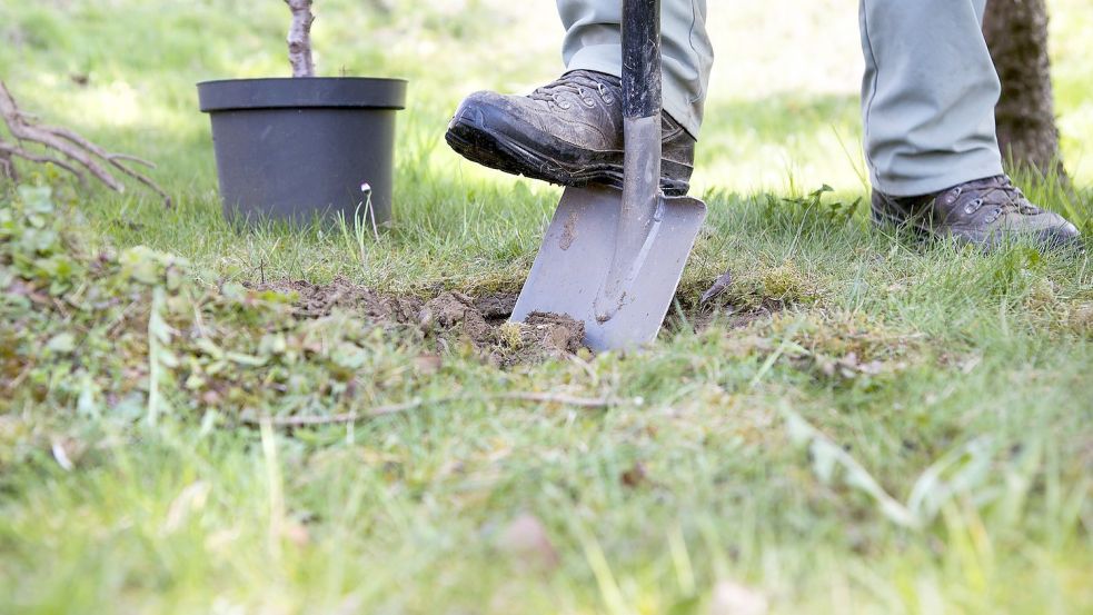 Für viele beginnt jetzt die Gartenarbeit wieder. Auch beim Plattdeutschexperten Helmut Collmann stand die Arbeit im Garten an. "In disse Dagen harr ik de över tachentig Jahr olle Spaa weer in de Hand, de Spaa, mit de noch mien Vader de Kleigrund in Wischhafen umgraven hett", schreibt Collmann. Archivfoto: Sonja Birkelbach/Fotolia