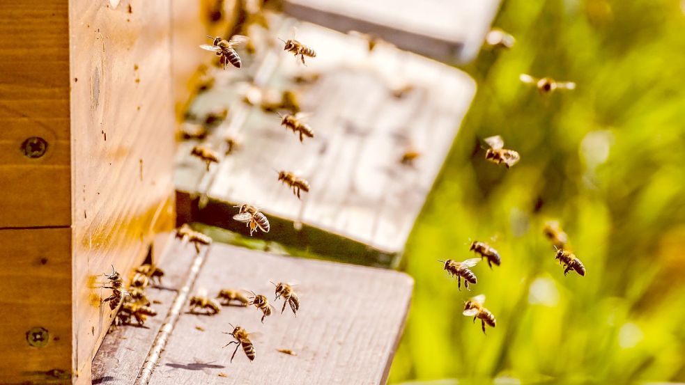 In Ihlow wurden zwei Bienenvölker und 80 Kilogramm Honig gestohlen. Symbolfoto: Pixabay