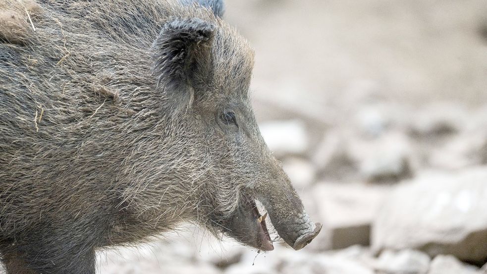 Ein Wildschwein hat sich in Krakau, Polen, verirrt und für Chaos gesorgt. Foto: Lino Mirgeler/dpa/Symbolbild