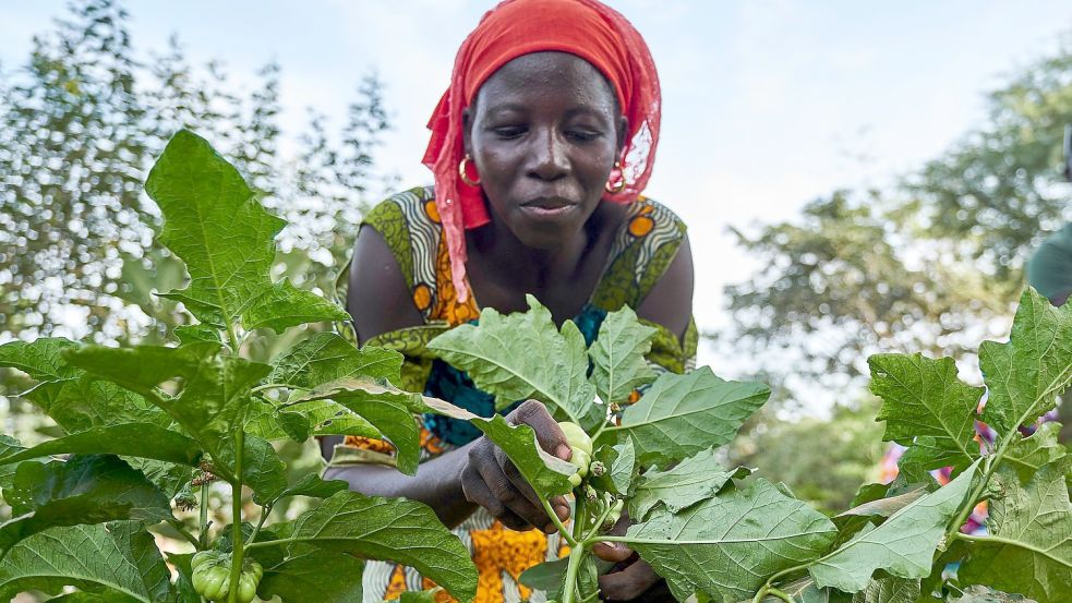 Eine Landwirtin arbeitet auf dem Feld im Rahmen eines Waldgartenprojekts von Trees for the Future in Kaffrine, Senegal. Die Organisation leitet gemeinsam mit der Afrikanischen Union Projekte im Senegal, Tschad, Mali und Gambia. Foto: Xaume Olleros/Trees for the Future/dpa