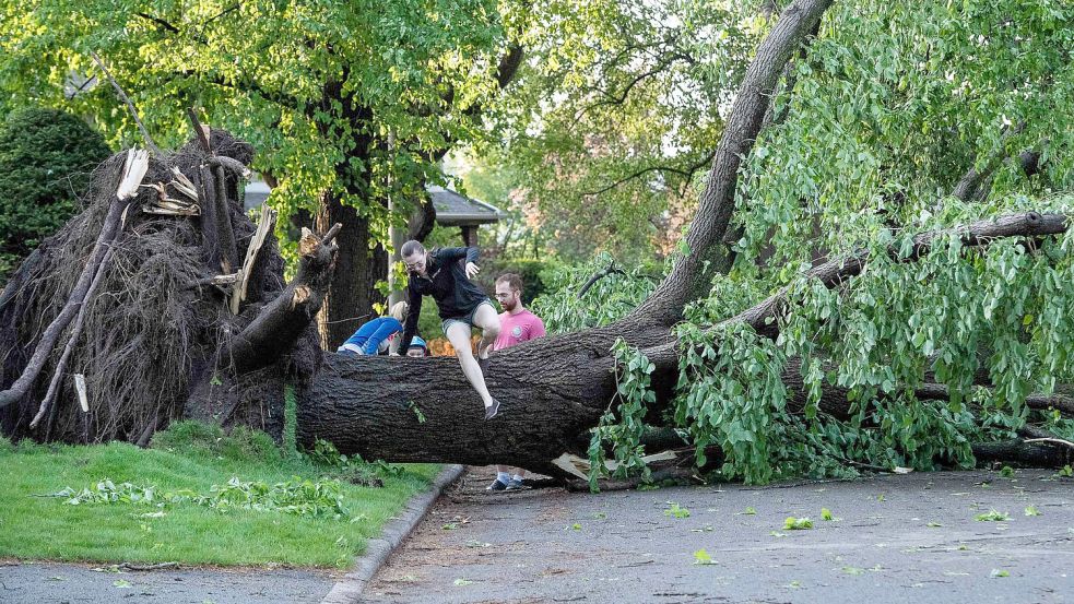 Ein Anwohner klettert über einen Baum, der durch einen schweren Sturm umgestürzt und entwurzelt worden ist. Foto: Justin Tang/The Canadian Press/AP/dpa