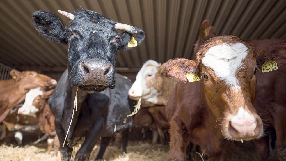 Umweltschützer fordern ein deutliches Umdenken der EU-Landwirtschaft. Foto: Oliver Dietze/dpa