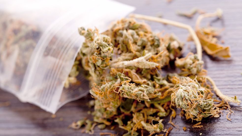 Die Ampel-Koalition will bei der Legalisierung von Cannabis eine klare Obergrenze für erlaubte Mengen festlegen. Foto: imago images/JuNiArt