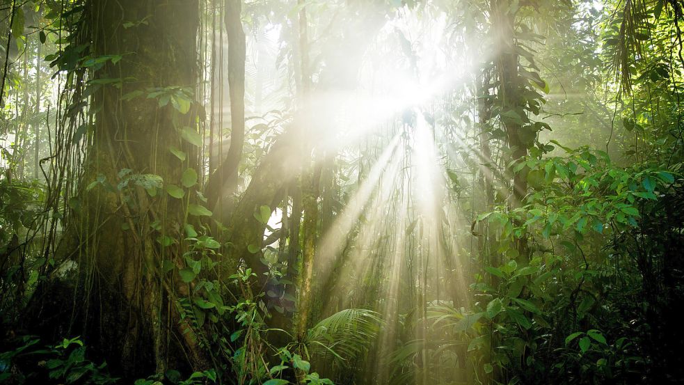 Nur ein sehr geringer Anteil des Sonnenlichts erreicht den Waldboden, daher konkurrieren die Pflanzen stark ums Licht. „Terra X: Unser grüner Planet“. ZDF, Sonntag, 19.30 Uhr. Foto: ZDF und Paul Williams. Foto: ZDF/Paul Williams