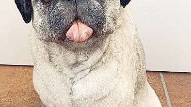 Tierpräparatorin Jennifer Dörk hat diesen Mops kürzlich fertiggestellt. Foto: Jennifer Dörk