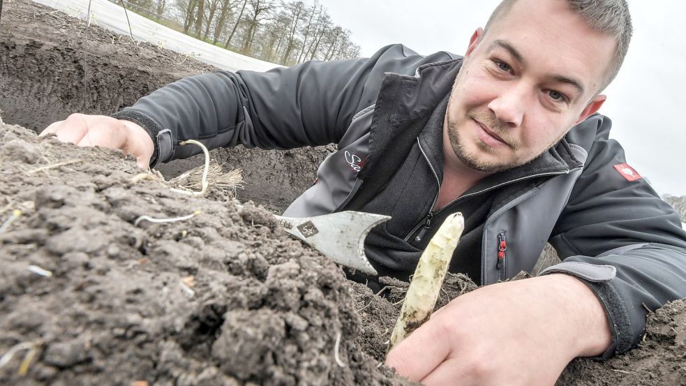 Daniel Santen betreibt in Diele einen Spargel- und Erdbeerhof und ist derzeit alle zwei Tage auf dem Feld, um Spargel zu ernten. Noch wachsen die Stangen eher zaghaft, weil es kalt ist. Foto: Ortgies