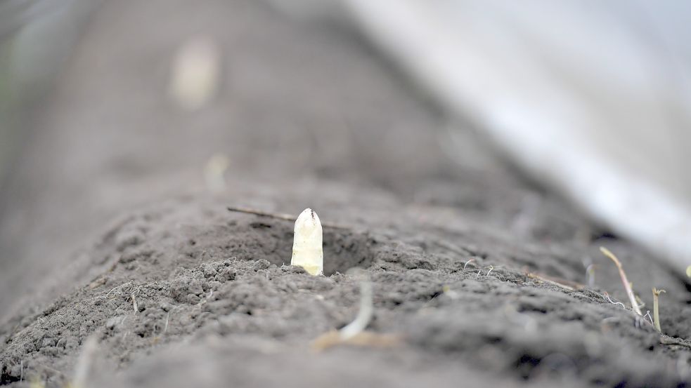 Die Spargelspitzen zeigen sich bei der Kälte in Diele nur zaghaft. Foto: Ortgies