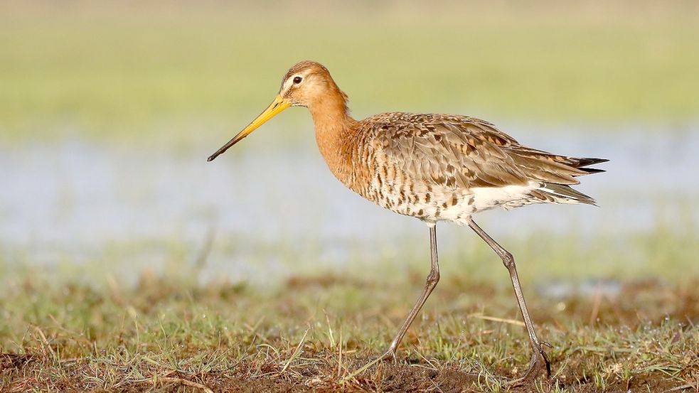 Die Uferschnepfe gehört zu den Brutvögeln, die auf der Roten Liste stehen. Foto: Krüger/NLWKN