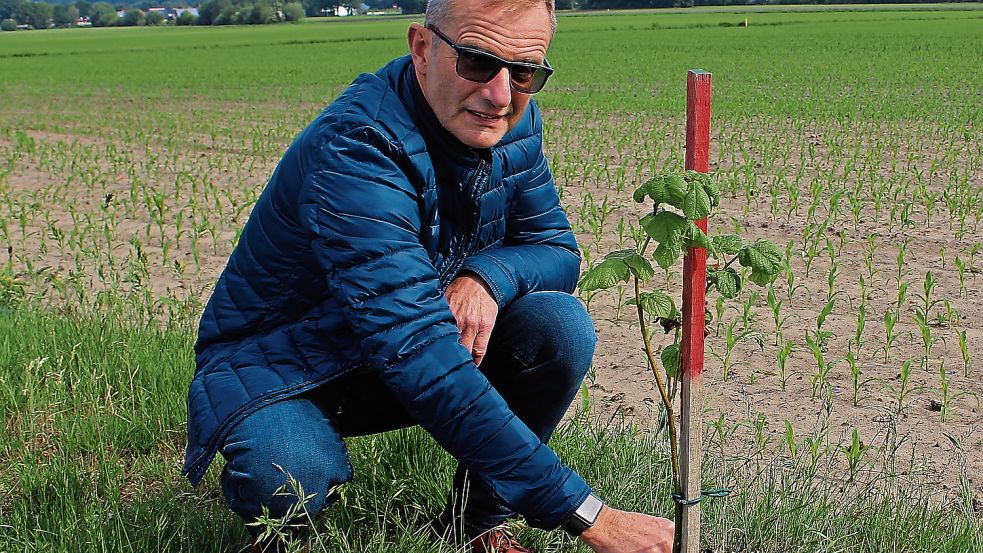 An Straßenrändern pflanzt Willi Rensen in Esterwegen junge Bäume. Fotos: Belling
