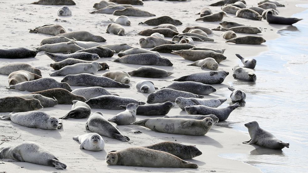 Ein, zwei ...20 – bei den Flügen werden Seehunde gezählt. Foto: Charisius/dpa