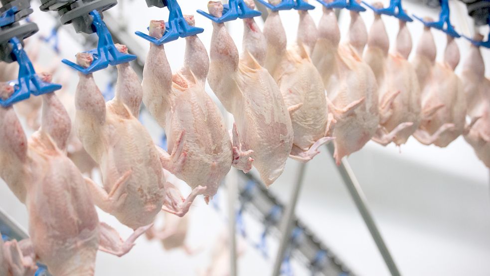 Geflügel in einem PHW-Schlachthof: Die Deutschen essen immer mehr Geflügel. Aber Corona und Ukraine-Krise machen auch Marktführer PHW zu schaffen. Foto: Friso Gentsch/dpa