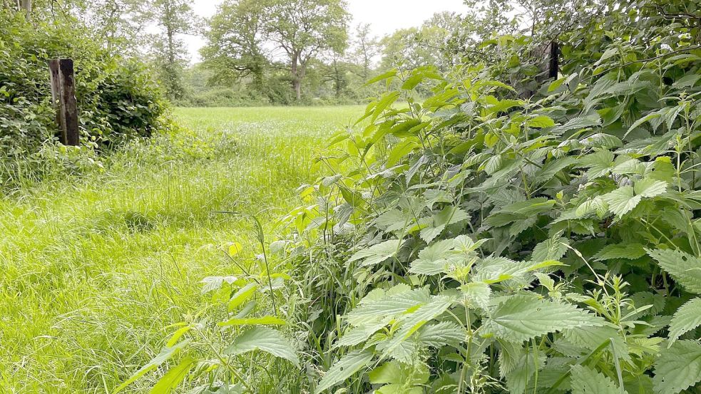 In Collinghorst liegen, nördlich der Hauptstraße, Höhe Mergelweg, viele landwirtschaftlich genutzte Flächen. Einige gehören zum Kompensationspool der Niedersächsischen Landgesellschaft. Die Gemeinde Rhauderfehn hat daraus Ökopunkte erworben. Foto: Janßen