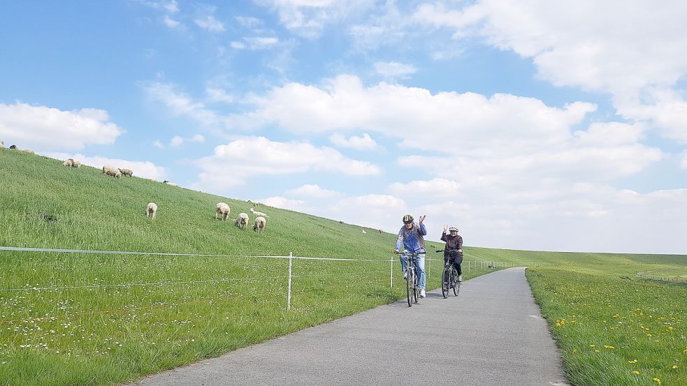 In Teilbereichen hält ein Elektrozaun die Schafe davon ab, auf den Deichverteidigungsweg zu gelangen und diesen mit ihren Hinterlassenschaften zu verschmutzen. Foto: Gettkowski