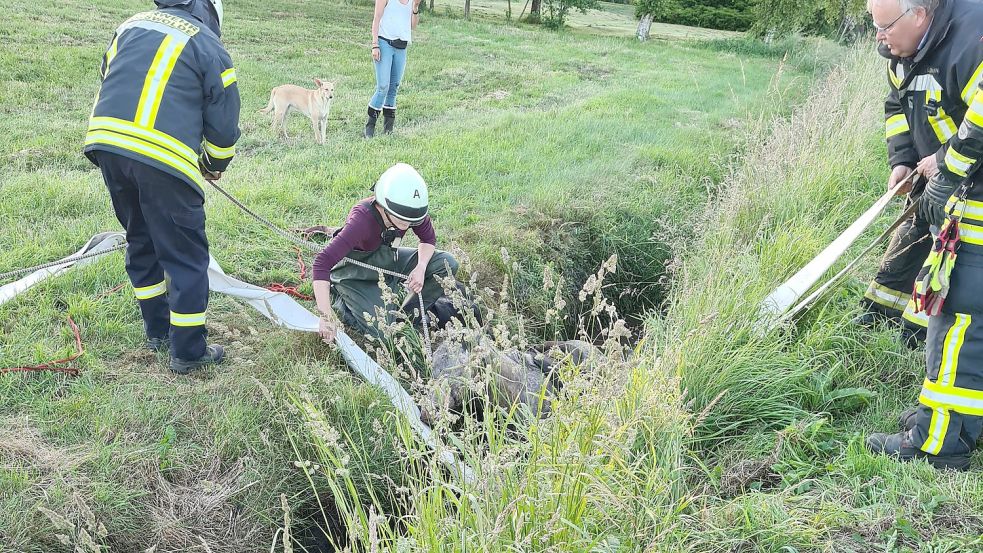 Das Pferd konnte sich aus dem engen Graben mit weichem Untergrund nicht befreien. Foto: Feuerwehr