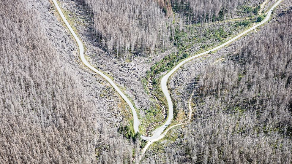 Im Nationalpark Harz sind abgestorbene Fichten inzwischen trauriger Alltag. Dürren, Stürme und Borkenkäfer sind dafür verantwortlich – schuldig sind wir Menschen. Foto: dpa/Swen Pförtner