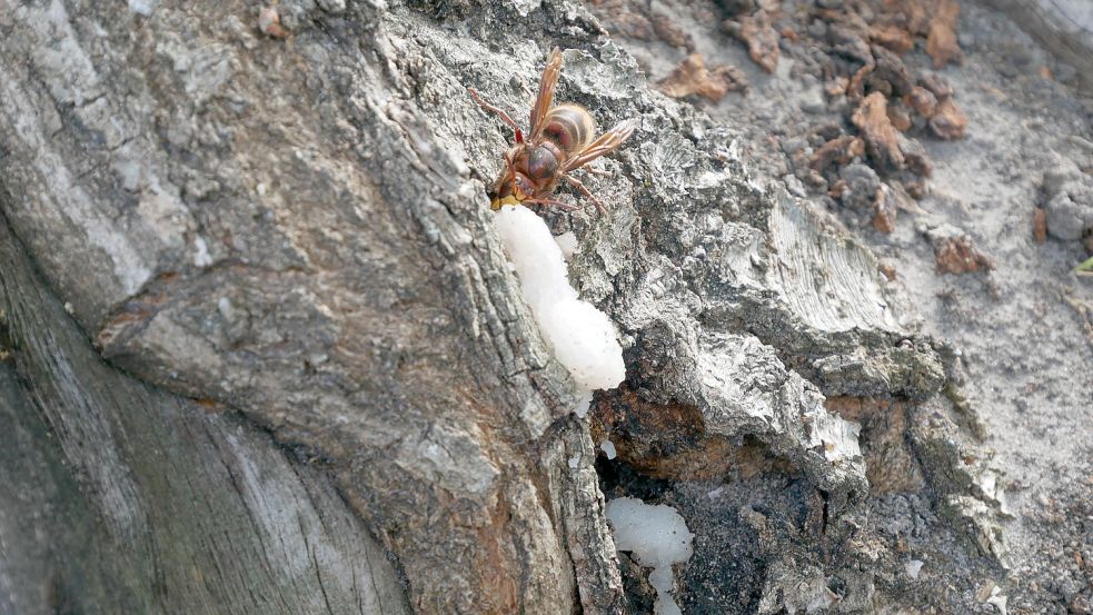 Eine Hornisse am Stamm der Eiche in der Pater-Kolbe-Straße in Strücklingen. Foto: Kruse