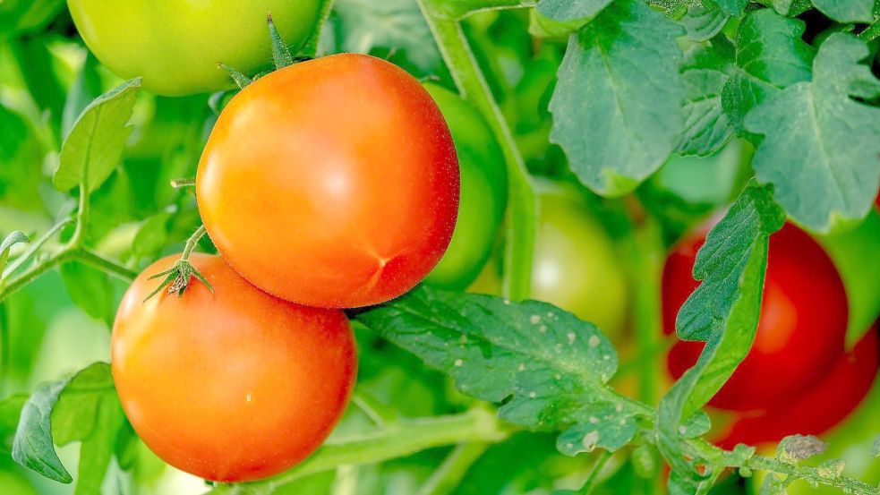 Tomaten für den Eigenanbau im Garten gibt es in großer Vielfalt und etlichen Sorten. Da findet sich für jedes Geschick und jeden Geschmack die richtige Wahl. Eines haben sie alle gemeinsam: Tomaten sind dankbar im Anbau.Foto: Pixabay