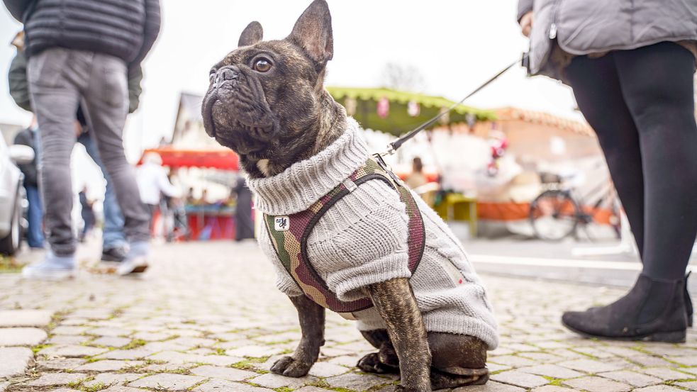 Die Leeraner Politiker haben keine Einwände dagegen, angeleinte Hunde auf dem Wochenmarkt zuzulassen. Symbolfoto: Rumpenhorst/dpa