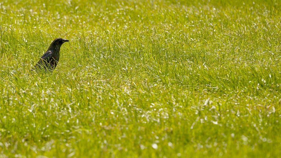 Eine Krähe auf grüner Wiese - die Tiere stehen unter Naturschutz. Foto: Wolfgang Hasselmann auf Unsplash