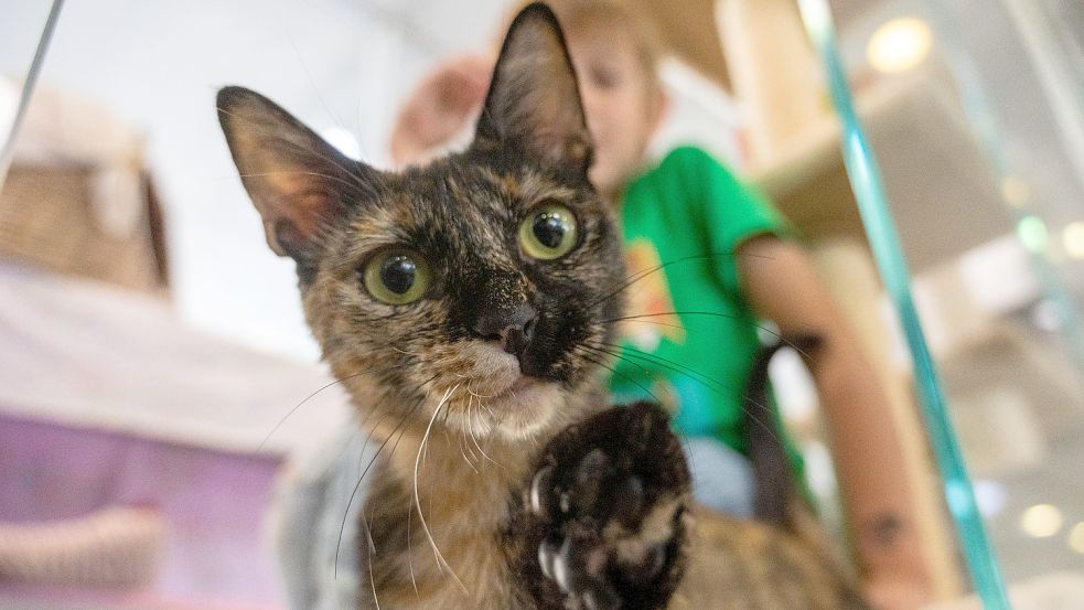 Einige Familien warten noch auf die Rückkehr ihrer Katzen. Foto: Gateau/dpa