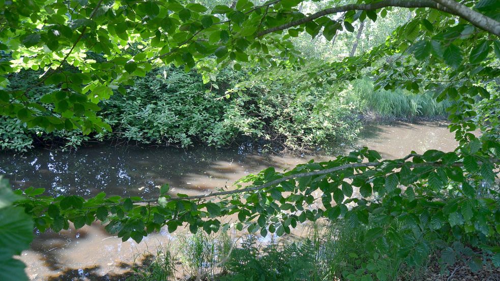 An vielen Stellen des Kanals ist die Böschung dicht mit Gehölzen bewachsen. Rechtlich gesehen dürfen Anwohner dort jedoch nichts anpflanzen, weil der Uferstreifen sich im Eigentum der Wasseracht befindet.