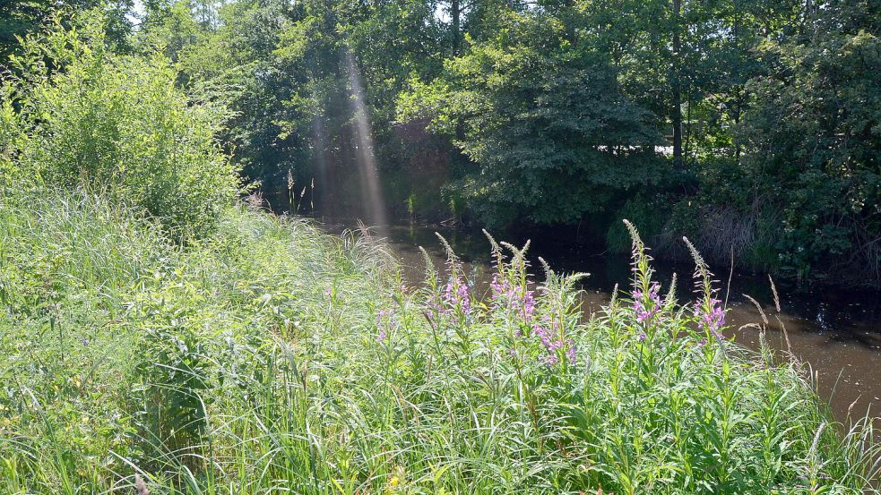 Die Ufer des Barßeler Kanals sind teilweise dicht bewachsen. So ist es für die Friesoyther Wasseracht schwierig, an den Kanal zu gelangen, um ihn zu entschlammen.