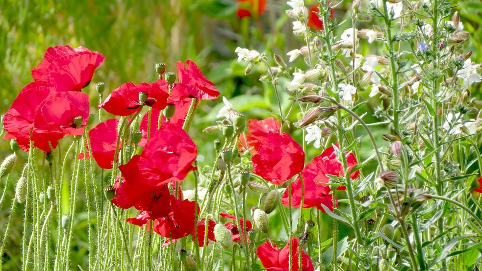 Auf diesem Foto sind Mohn, Leimkraut und Natternkopf zu sehen. Bilder: Berends-Lüürßen